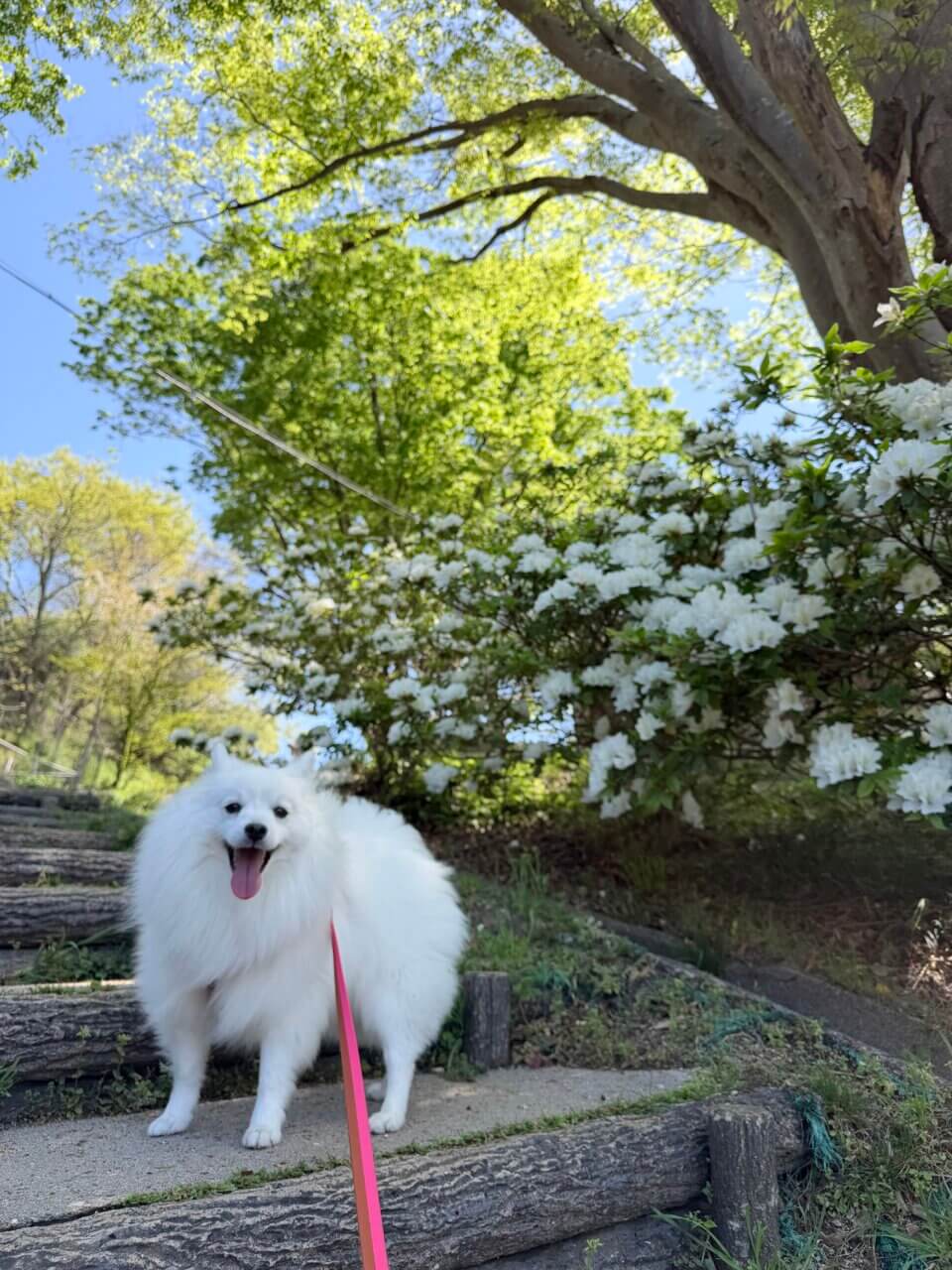 【島根県・犬同伴OK】愛宕山公園｜自然豊かで犬と楽しめるハイキングスポット