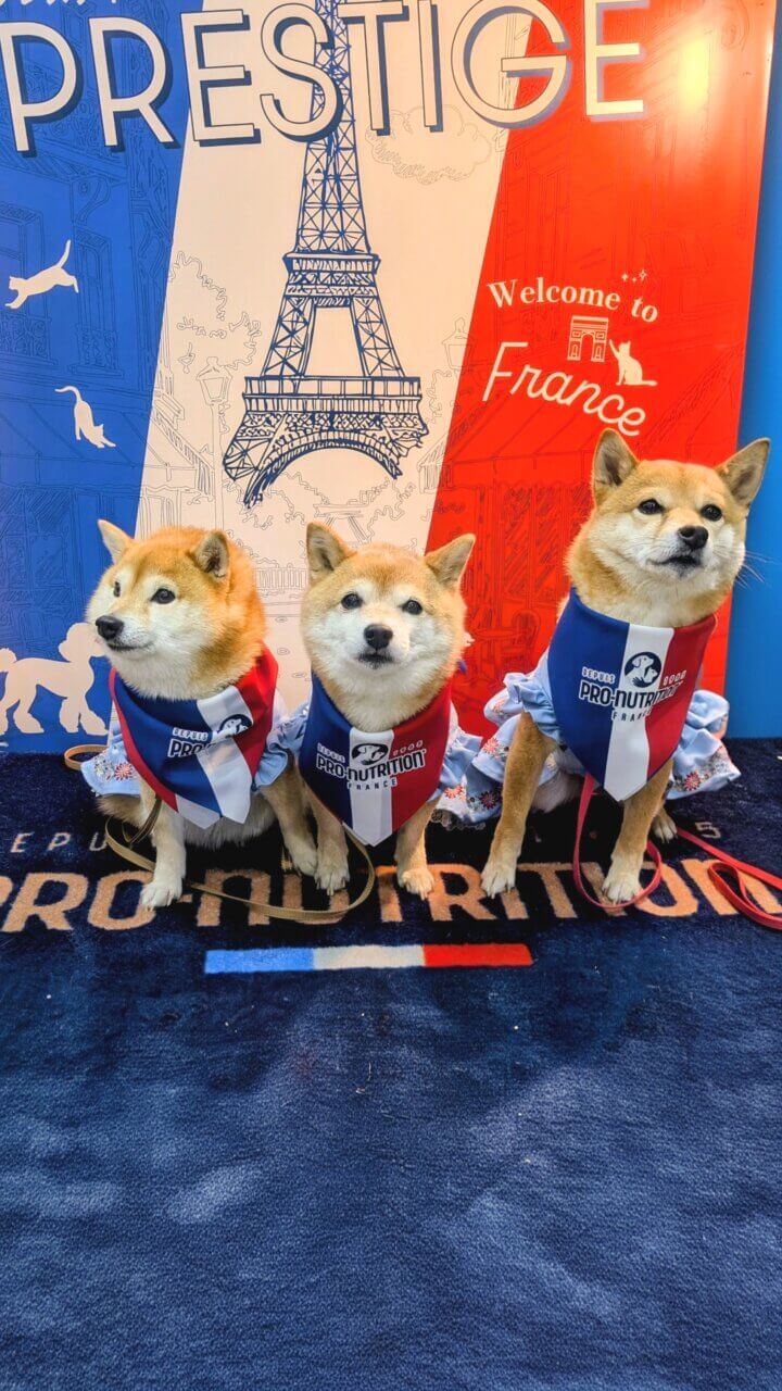 【東京都・犬同伴OK】インターペット東京｜日本最大級のペットイベントで、愛犬と一緒に楽しめる商品やサービスが集まる場所