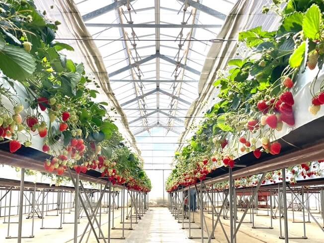 犬と行けるいちご狩りスポット。内海いちご園（神奈川県）