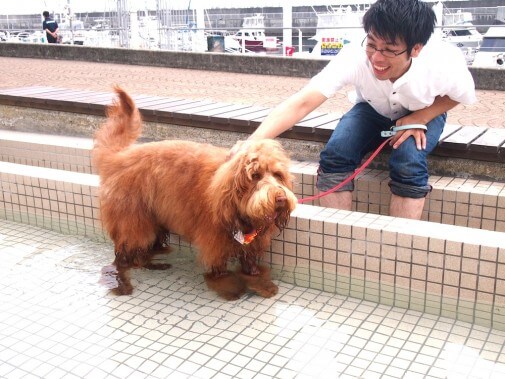 伊東マリンタウン 犬専用足湯（静岡県）