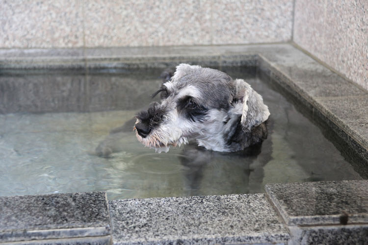 スパ・ドッグラン秩父（埼玉県）