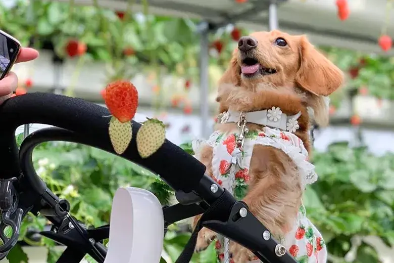 犬と行けるいちご狩りスポット。高野いちご園 第2（滋賀県）