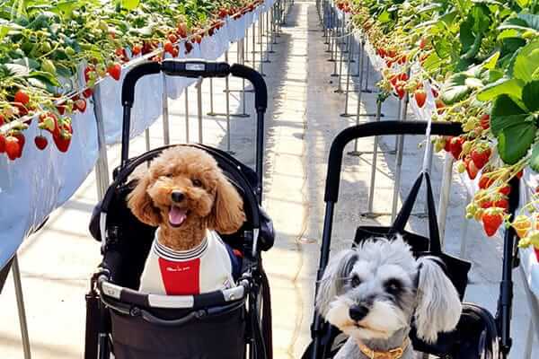 犬と行けるいちご狩りスポット。ストロベリーファーム　ベリーベリーベリー（埼玉県）
