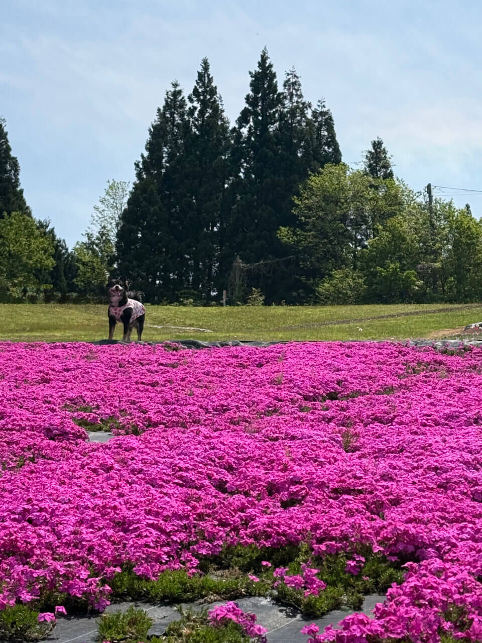 【秋田県・犬同伴OK】大森リゾート村｜雄大な自然と鮮やかな芝桜に包まれる、リフレッシュ保養地
