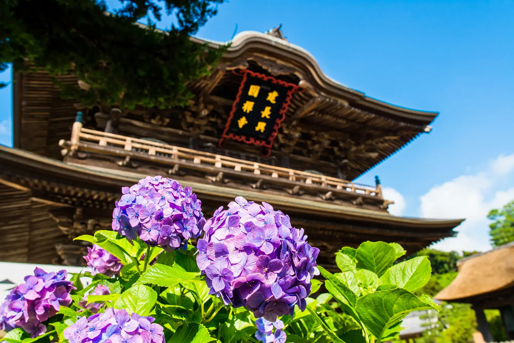 紫陽花が見れる犬連れOKのスポット「建長寺」