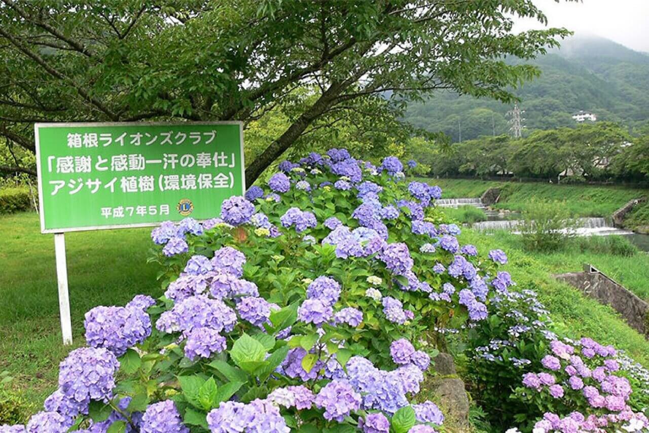 宮城野川沿い　あじさい