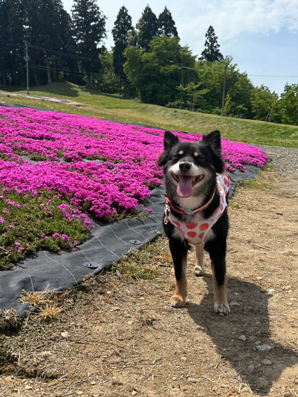 【秋田県・犬同伴OK】大森リゾート村｜雄大な自然と鮮やかな芝桜に包まれる、リフレッシュ保養地