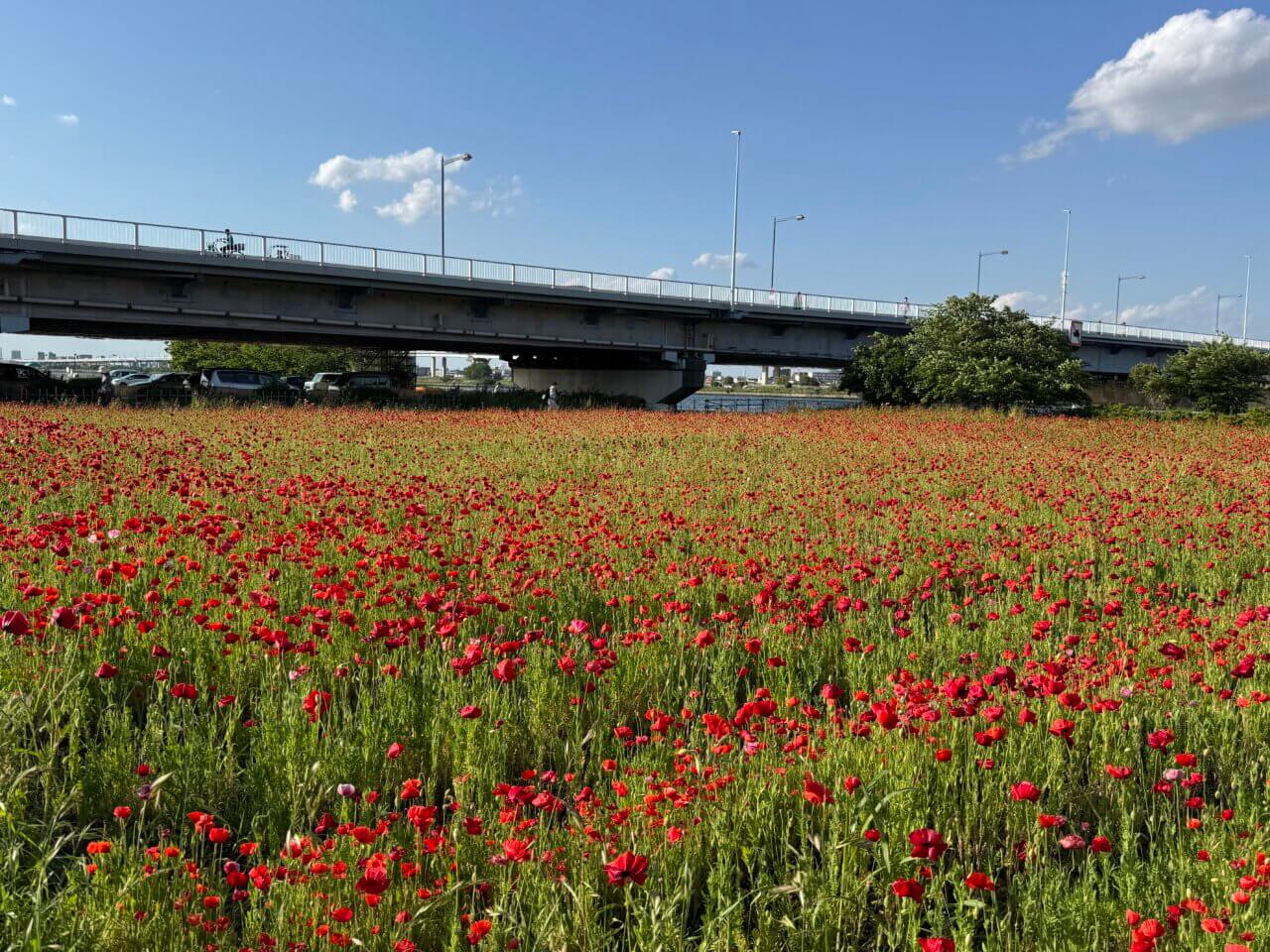 【東京・犬同伴OK】平井運動公園｜愛犬と季節の花に癒やされる、開放感抜群の河川敷オアシス