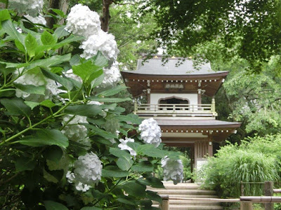 紫陽花が見れる犬連れOKのスポット「浄智寺」
