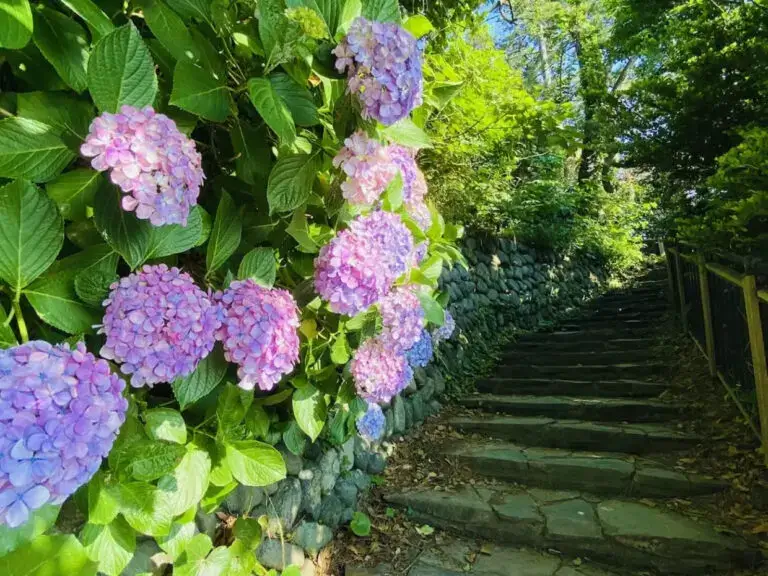 紫陽花が見れる犬連れOKのスポット「稲村ヶ崎公園」