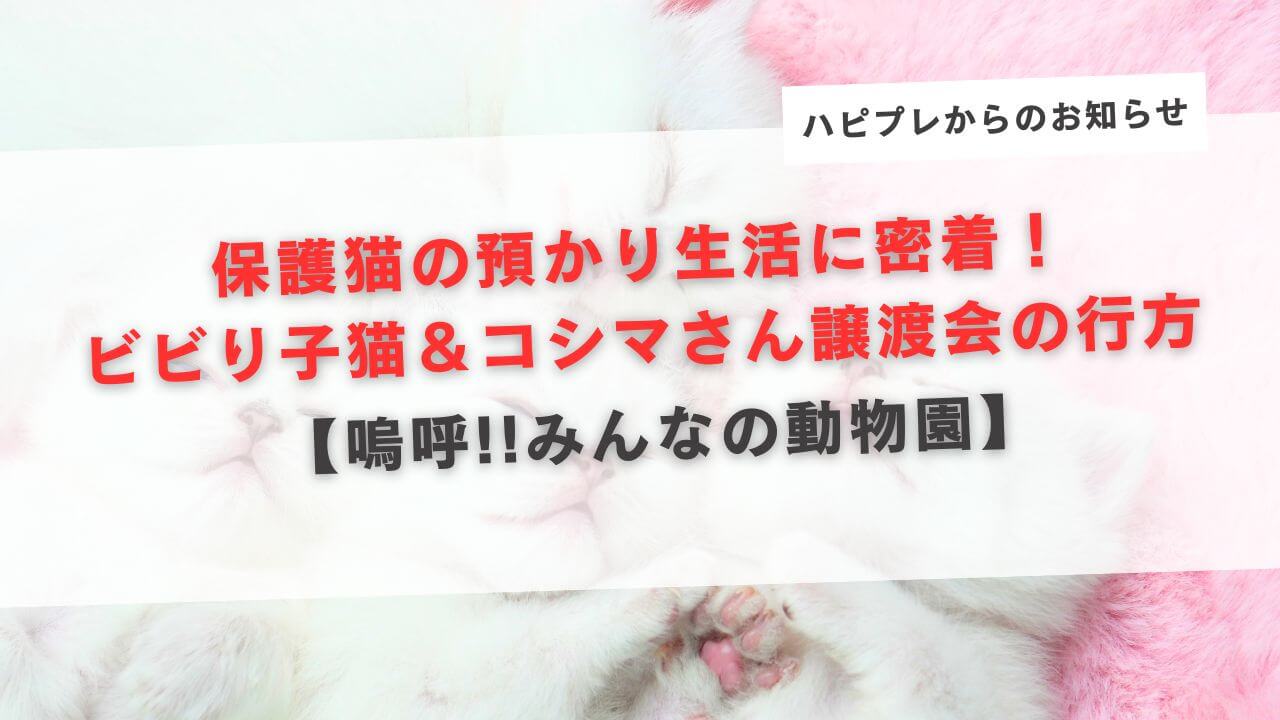 【嗚呼!!みんなの動物園】保護猫の預かり生活に密着！ ビビり子猫＆コシマさん譲渡会の行方