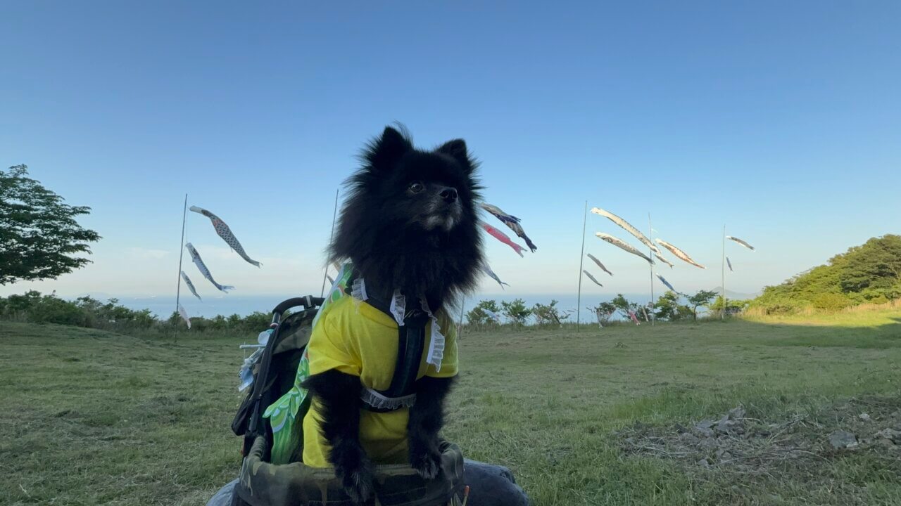 【山口県・犬同伴OK】毘沙の鼻｜瀬戸内海の景色と季節の花を楽しみながら、愛犬と一緒に散策できる海沿いのガーデンスポット
