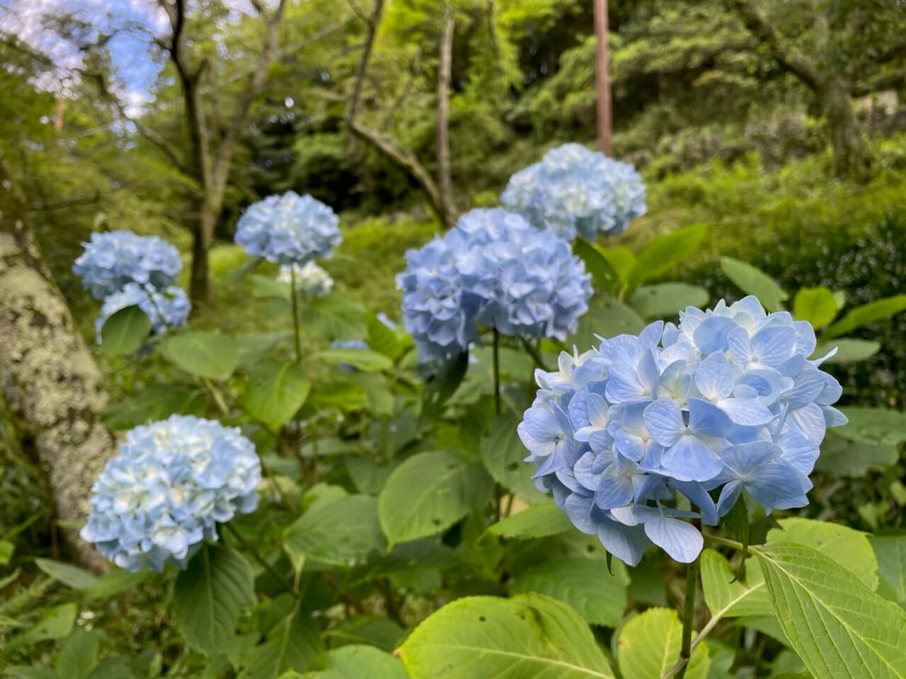 恩賜箱根公園
