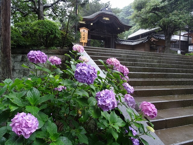 紫陽花が見れる犬連れOKのスポット「円覚寺」