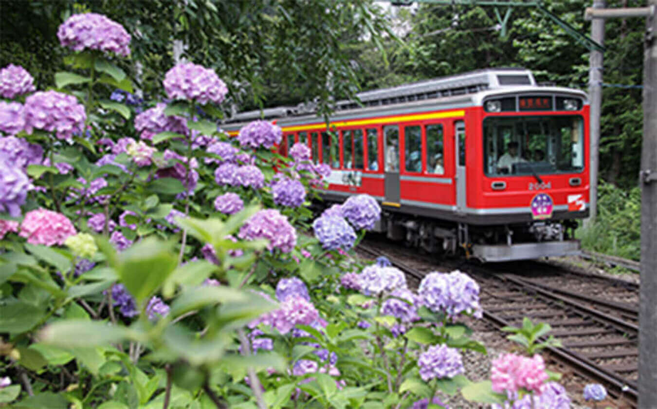 箱根登山電車「あじさい電車」昼間の写真