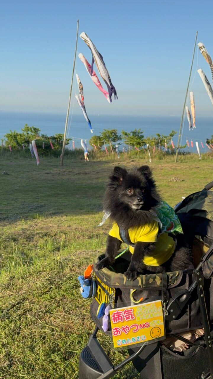 【山口県・犬同伴OK】毘沙の鼻｜瀬戸内海の景色と季節の花を楽しみながら、愛犬と一緒に散策できる海沿いのガーデンスポット