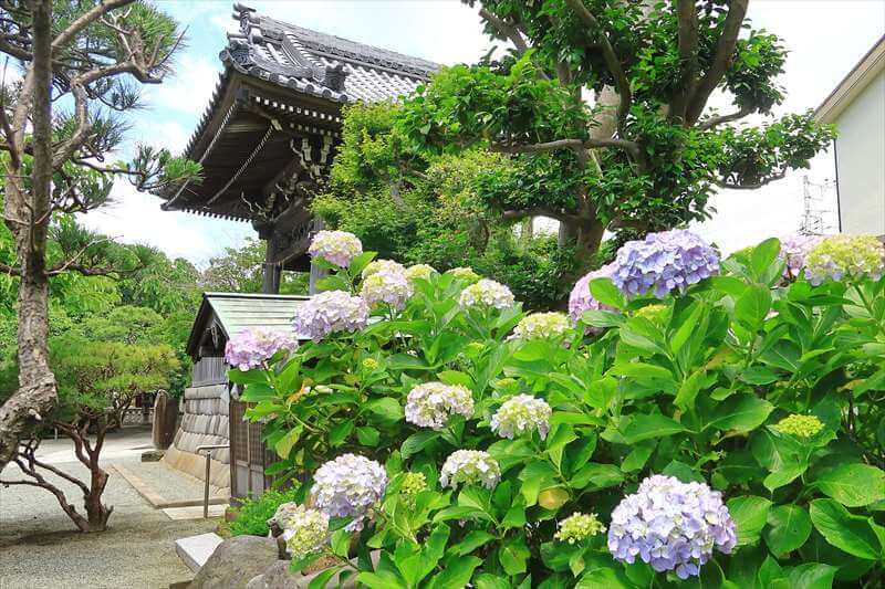 紫陽花が見れる犬連れOKのスポット「本覚寺」