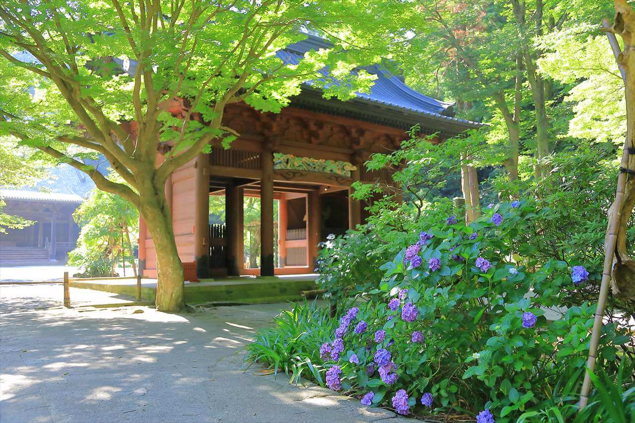 紫陽花が見れる犬連れOKのスポット「妙本寺」