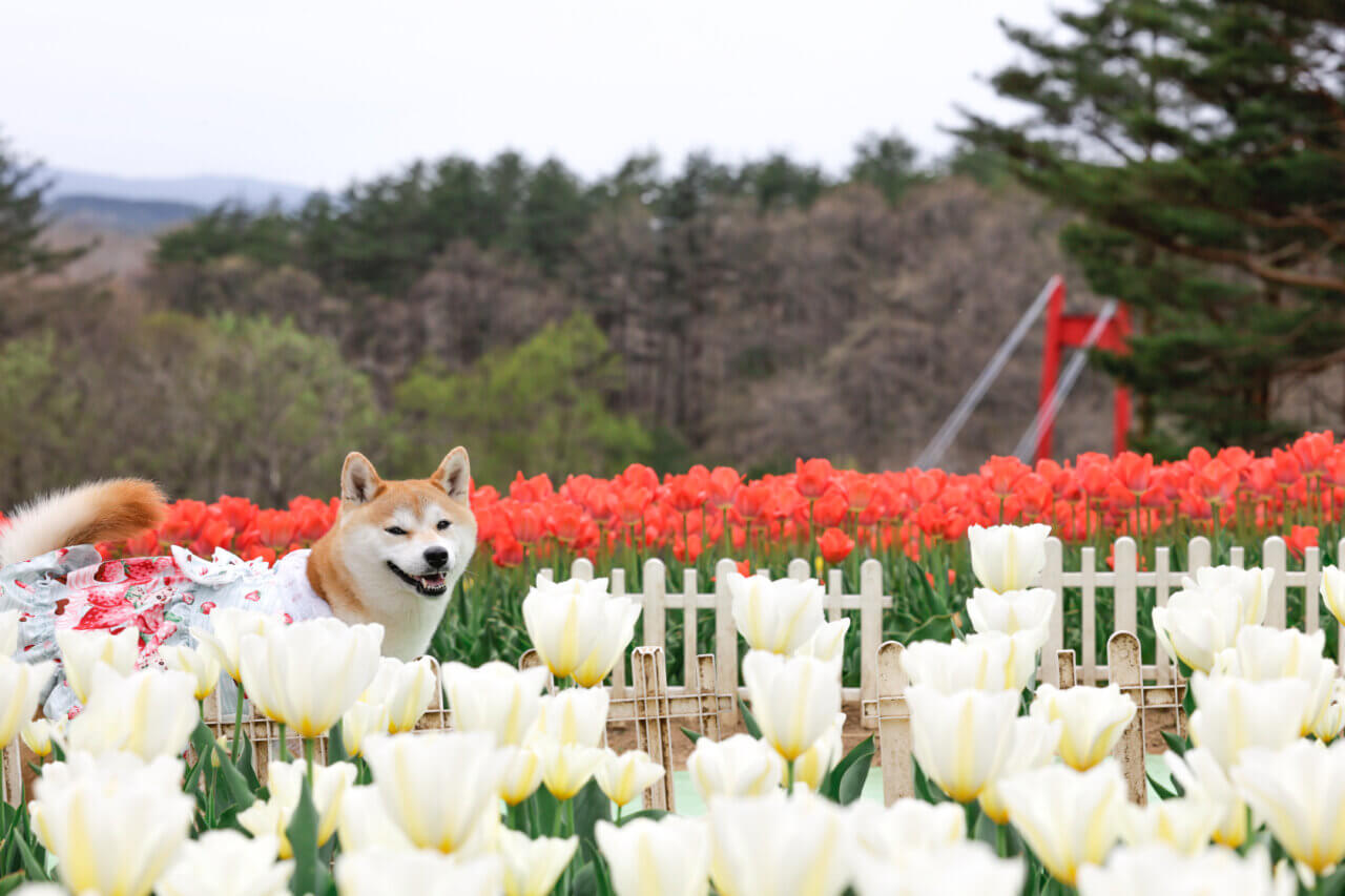 【岩手県・犬同伴OK】雪谷川ダムフォリストパーク｜犬と一緒に15万本のチューリップと絶景を楽しめる自然公園
