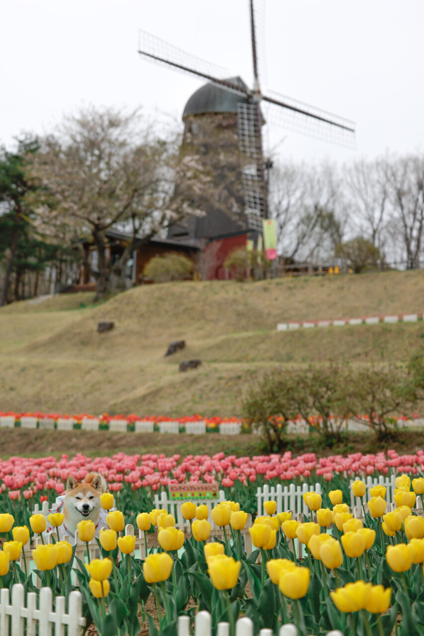 【岩手県・犬同伴OK】雪谷川ダムフォリストパーク｜犬と一緒に15万本のチューリップと絶景を楽しめる自然公園