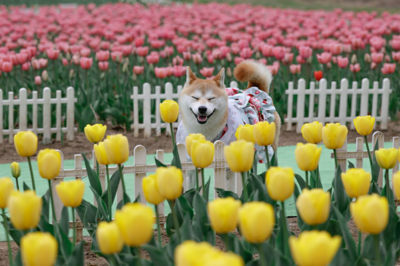 【岩手県・犬同伴OK】雪谷川ダムフォリストパーク｜犬と一緒に15万本のチューリップと絶景を楽しめる自然公園