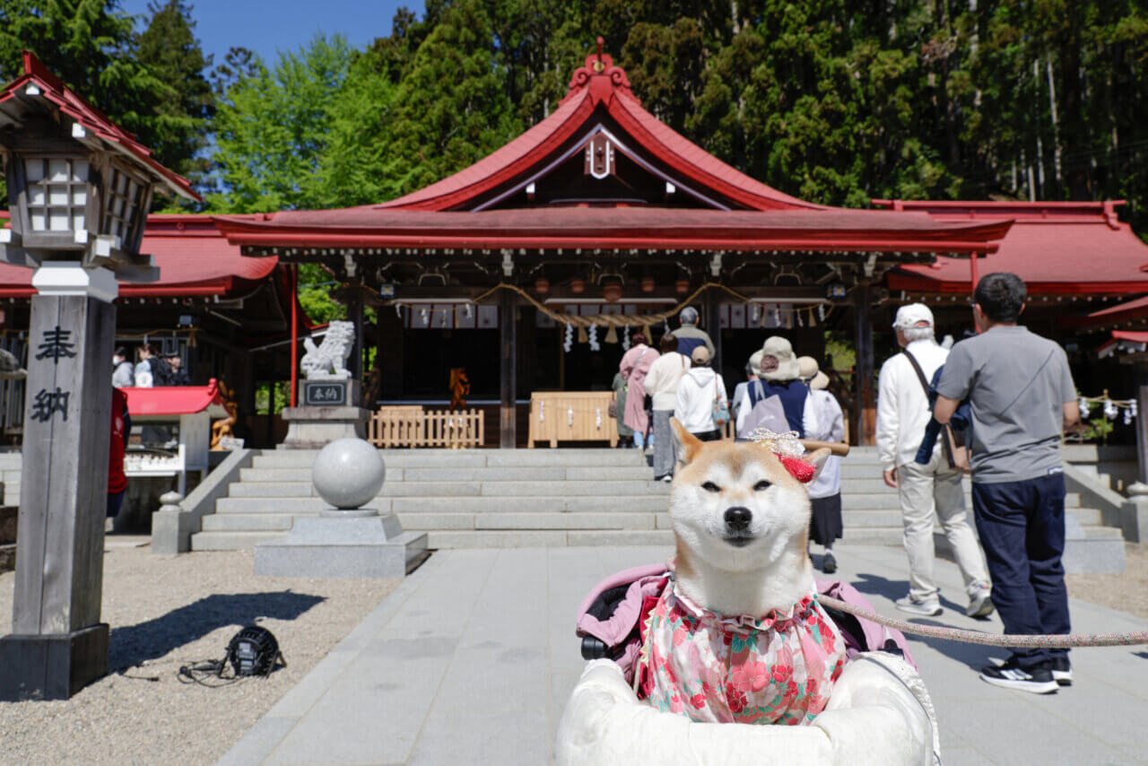 【岩手県・犬同伴OK】金蛇水神社|街なかで愛犬と静かに参拝できる癒やしの神社