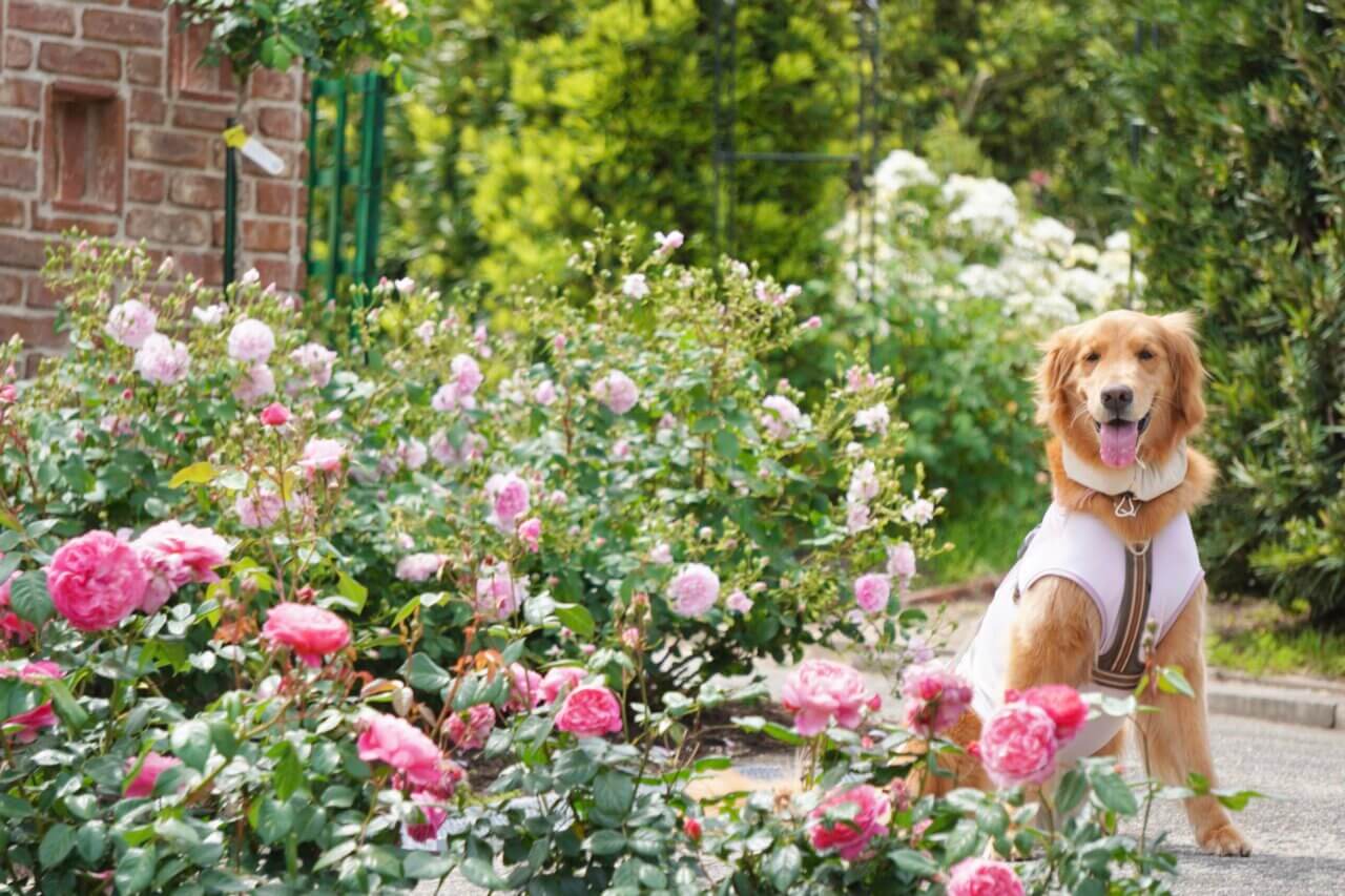 【大阪・犬同伴OK】デビッド·オースチン·ロージズ イングリッシュローズガーデン|英国直営の香り高いバラの楽園