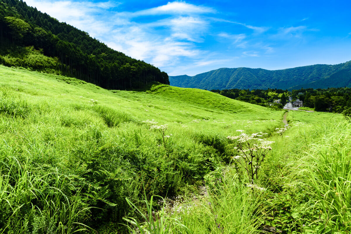 仙石原すすき草原