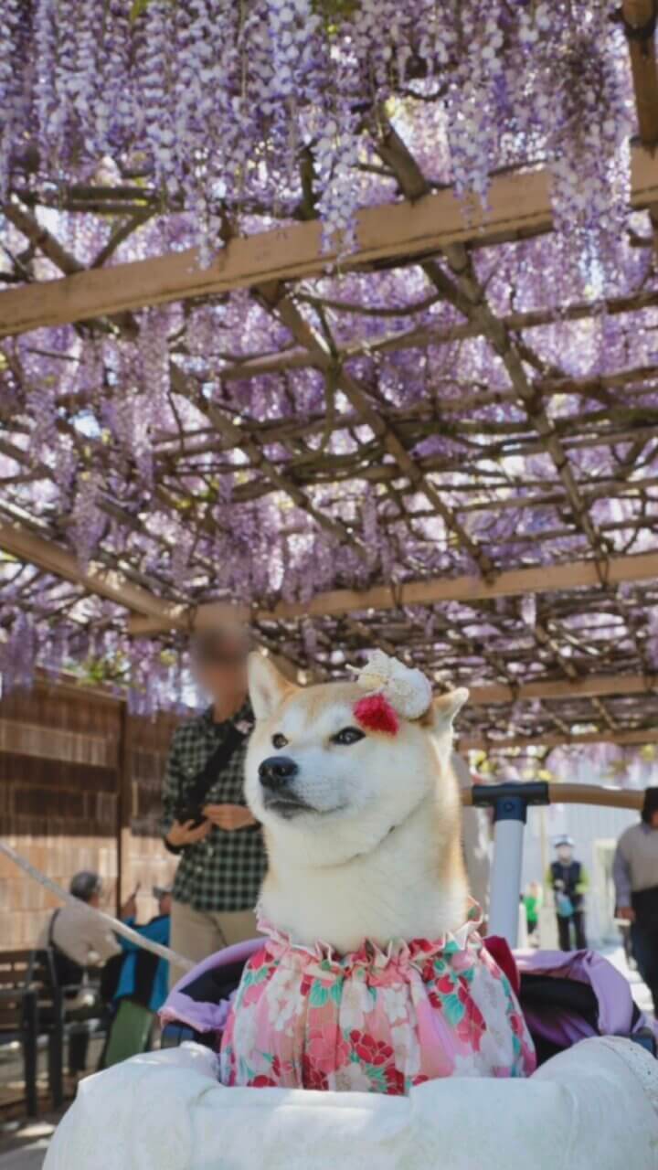 【岩手県・犬同伴OK】金蛇水神社|街なかで愛犬と静かに参拝できる癒やしの神社