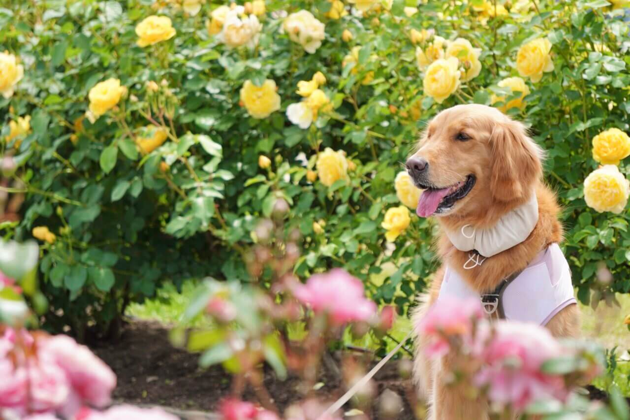 【大阪・犬同伴OK】デビッド·オースチン·ロージズ イングリッシュローズガーデン|英国直営の香り高いバラの楽園