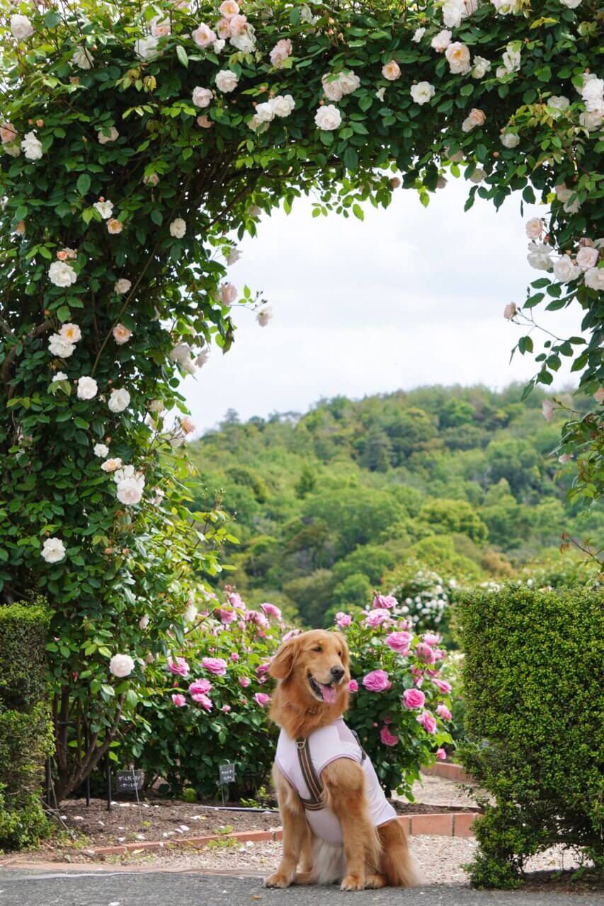 【大阪・犬同伴OK】デビッド·オースチン·ロージズ イングリッシュローズガーデン|英国直営の香り高いバラの楽園