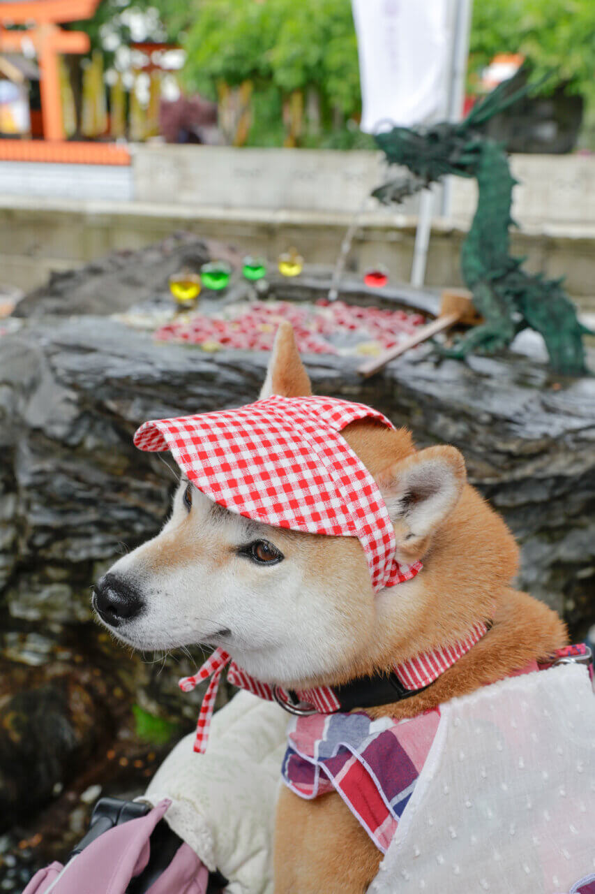 【岩手県・犬同伴OK】廣田神社|街なかで愛犬と静かに参拝できる癒やしの神社
