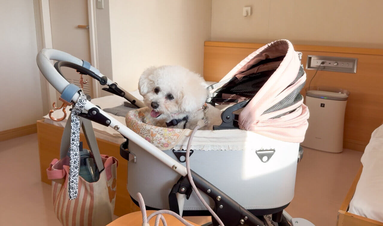 【兵庫県・犬同伴OK】阪急フェリーせっつ｜愛犬と同室で過ごせる、ドッグラン付きの快適カーフェリー