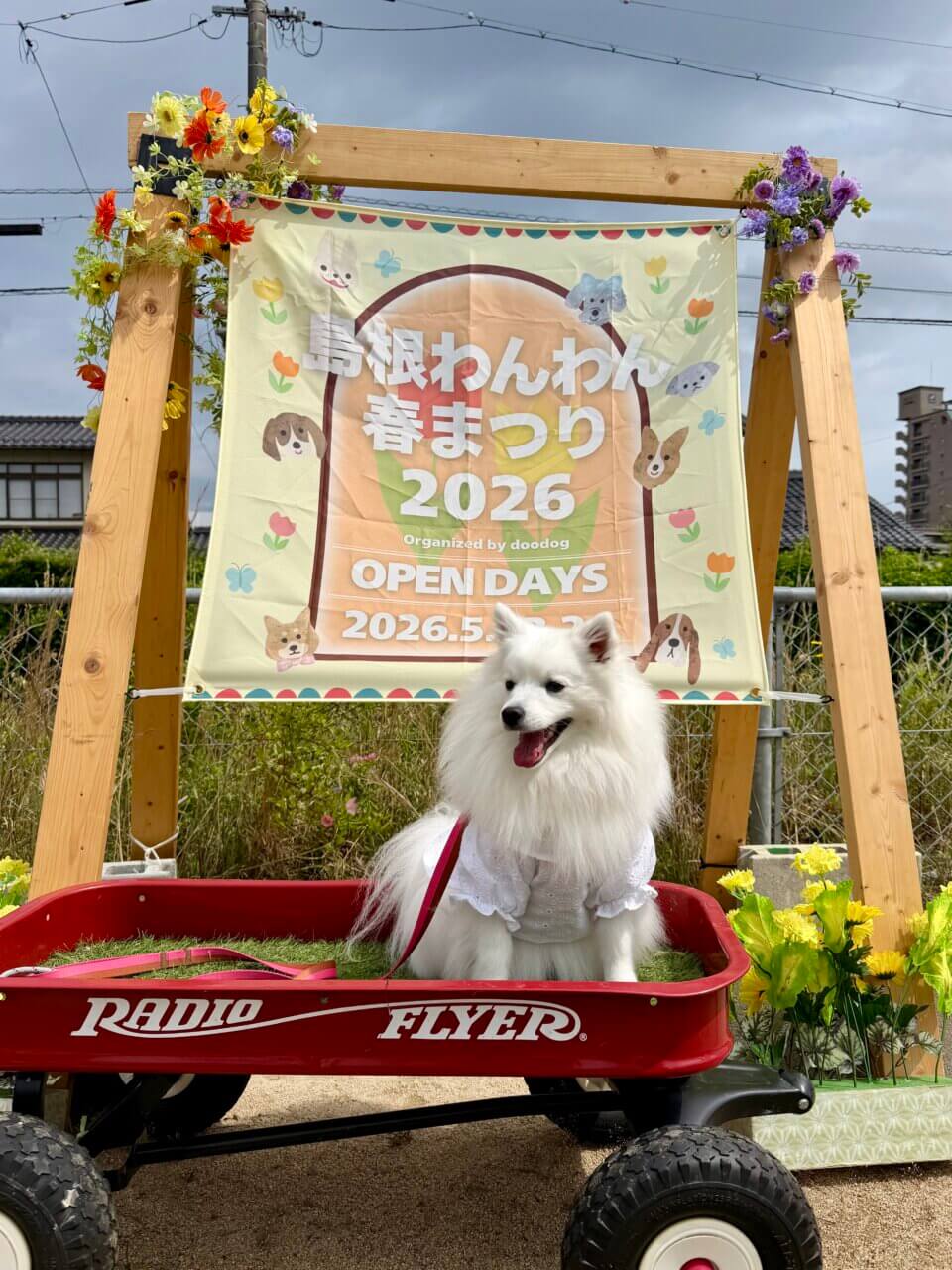 【島根県・犬同伴OK】島根わんわん春まつり2026｜愛犬と一日中楽しめる大型ドッグマルシェイベント