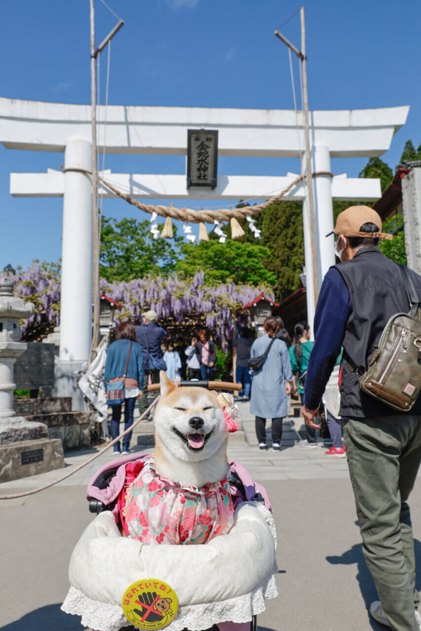 【岩手県・犬同伴OK】金蛇水神社|街なかで愛犬と静かに参拝できる癒やしの神社