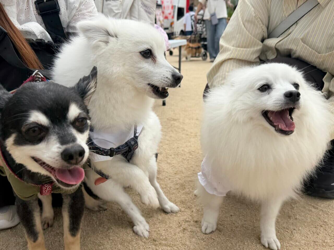 【島根県・犬同伴OK】島根わんわん春まつり2026｜愛犬と一日中楽しめる大型ドッグマルシェイベント