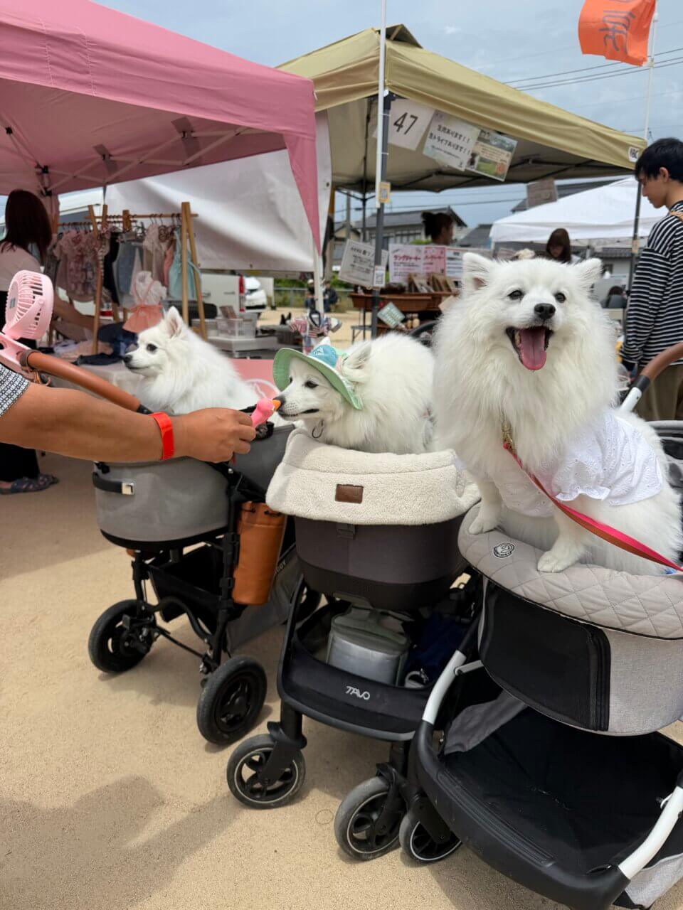 【島根県・犬同伴OK】島根わんわん春まつり2026｜愛犬と一日中楽しめる大型ドッグマルシェイベント