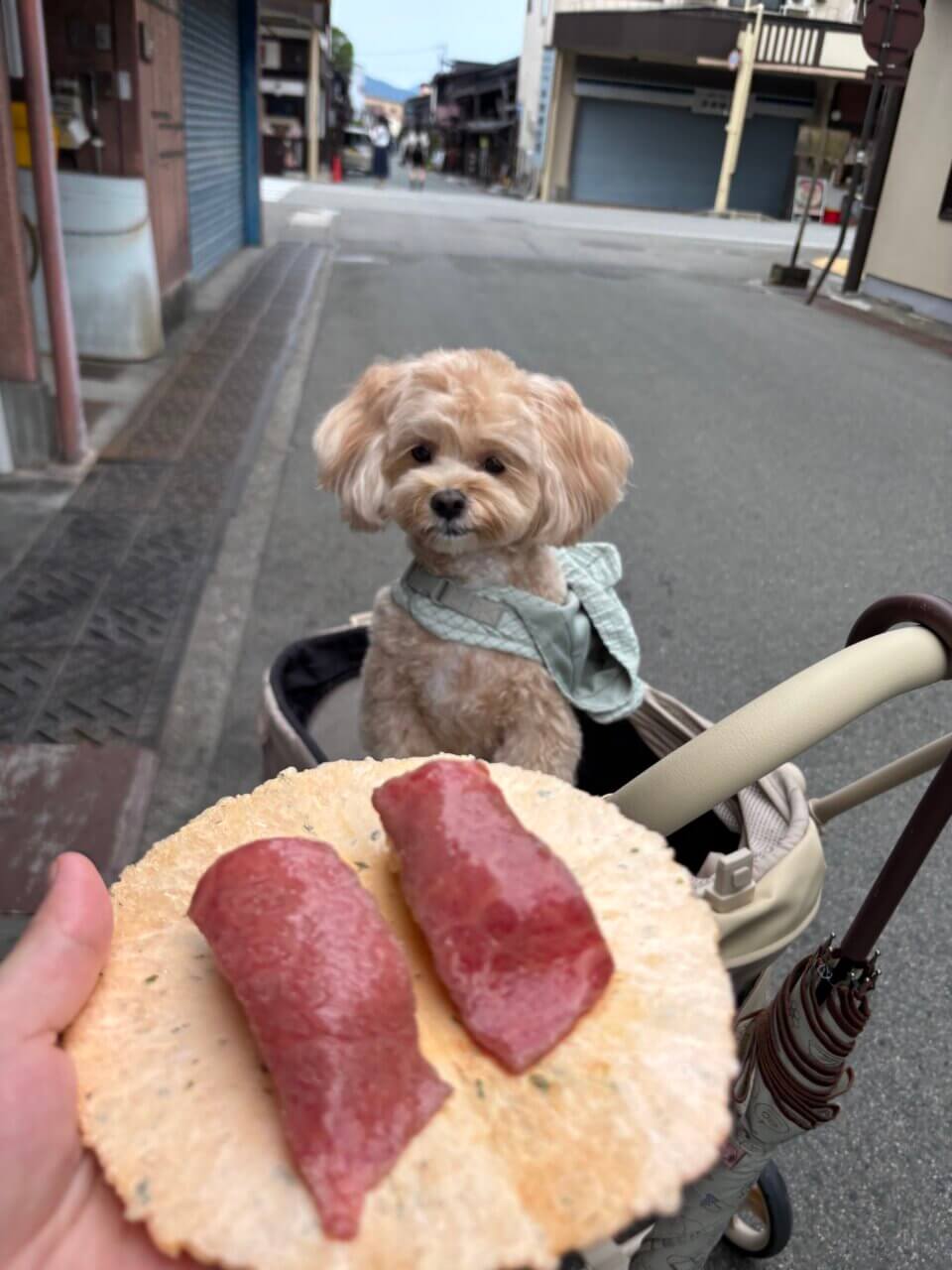 【岐阜県・犬同伴OK】高山古い街並み|犬と一緒に江戸情緒あふれる街歩きが楽しめる歴史スポット