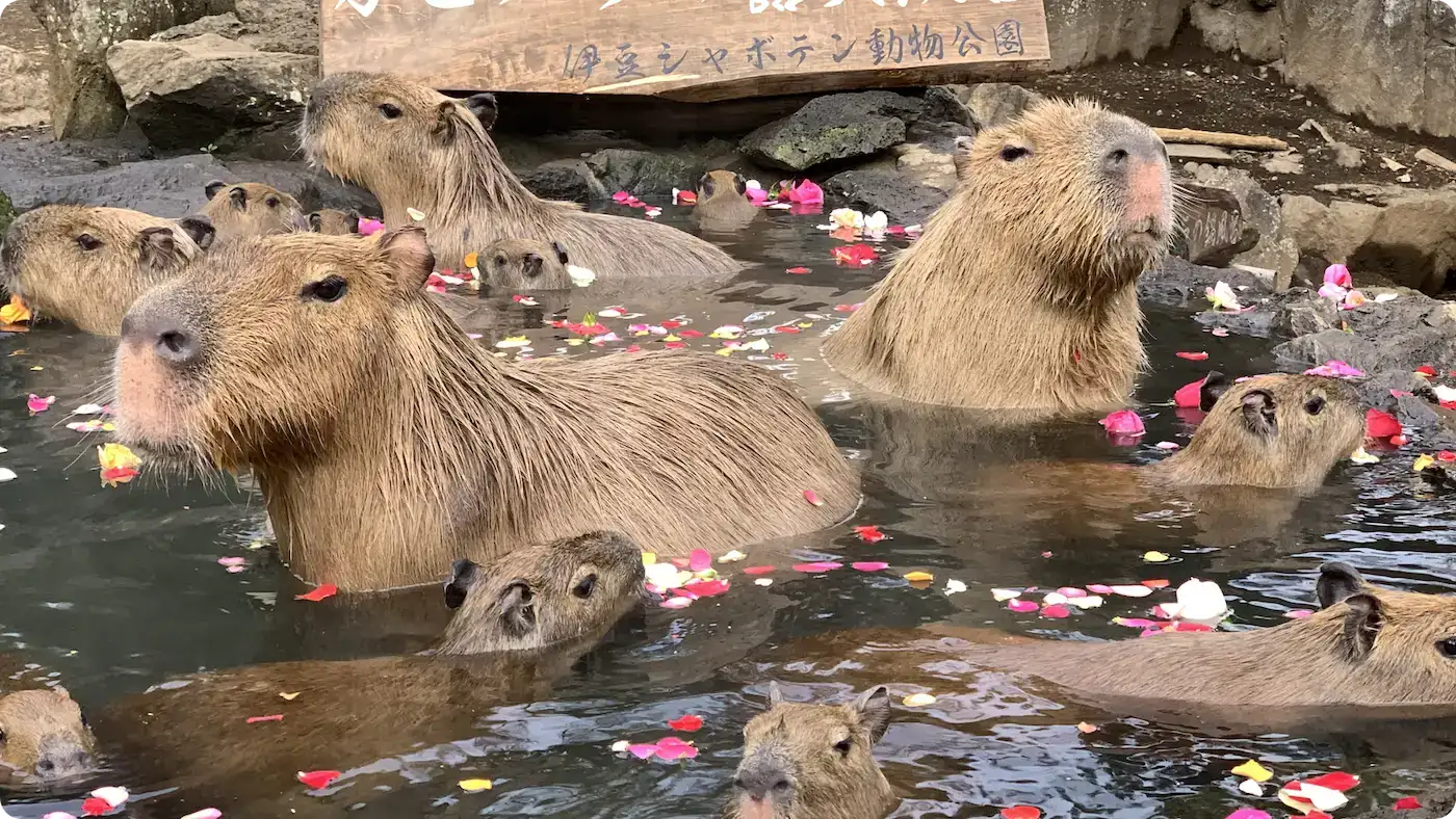 伊東シャボテン動物公園