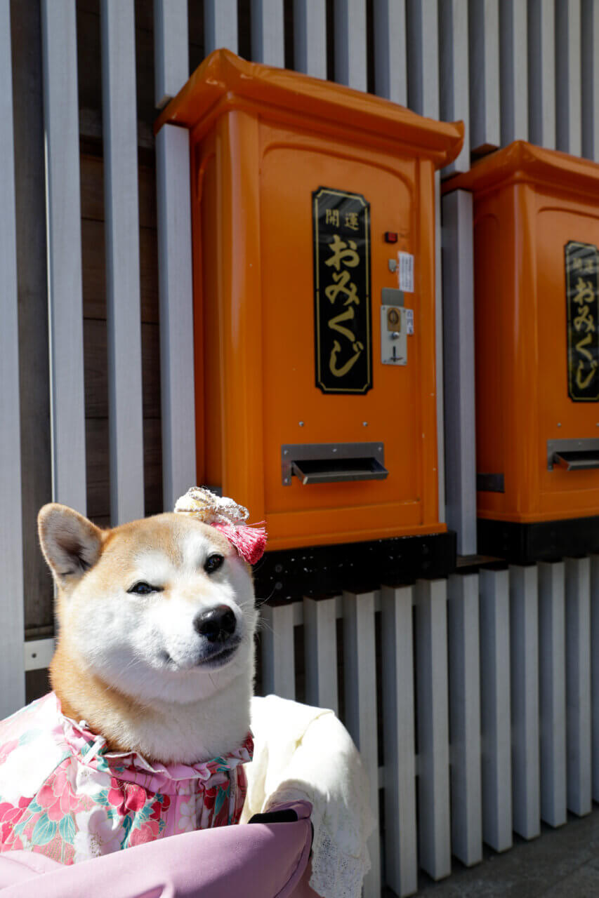 【岩手県・犬同伴OK】金蛇水神社|街なかで愛犬と静かに参拝できる癒やしの神社