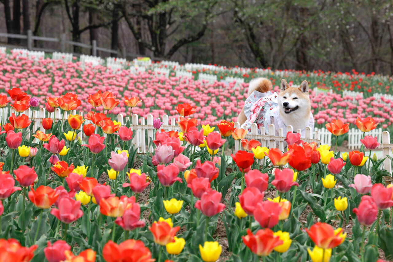 【岩手県・犬同伴OK】雪谷川ダムフォリストパーク｜犬と一緒に15万本のチューリップと絶景を楽しめる自然公園