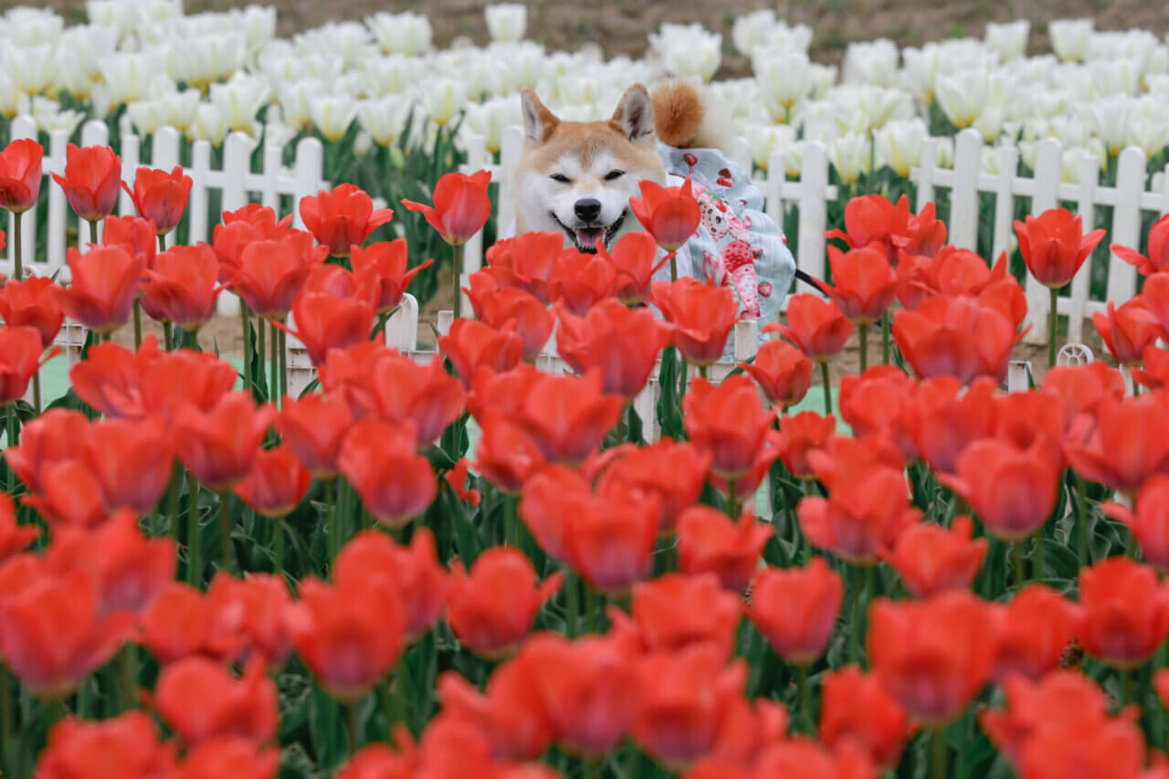 【岩手県・犬同伴OK】雪谷川ダムフォリストパーク｜犬と一緒に15万本のチューリップと絶景を楽しめる自然公園