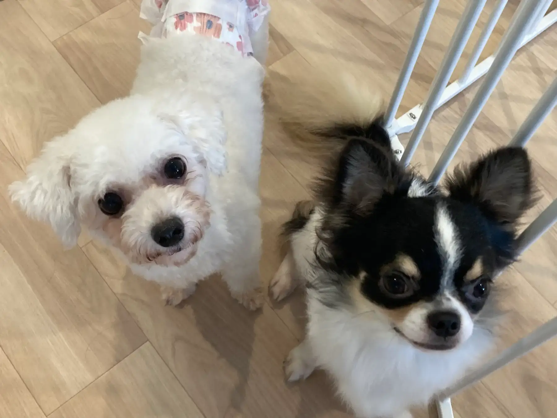 ANELLA CAFE 甲府店の保護犬たち