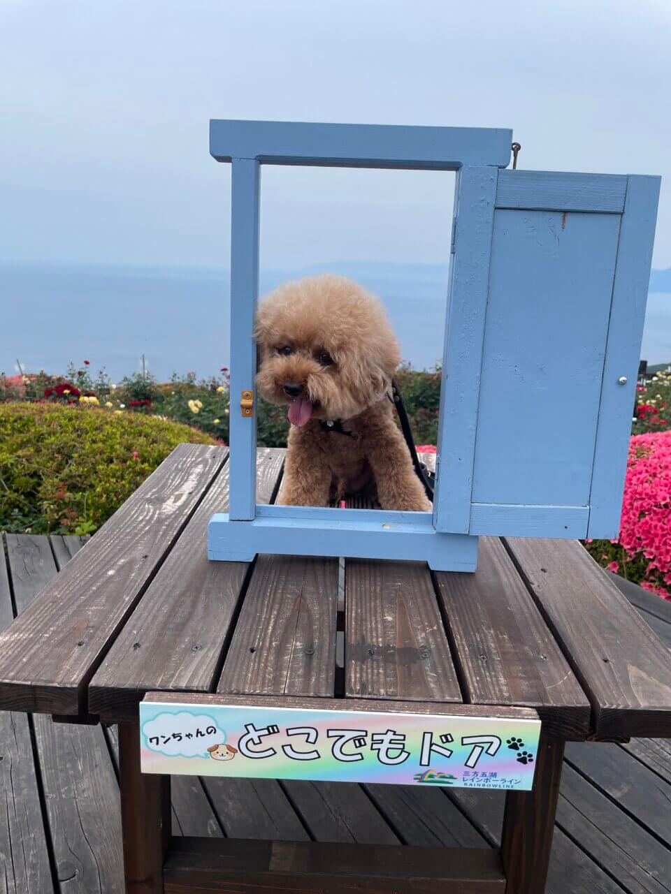 【福井県・犬同伴OK】三方五湖レインボーライン｜愛犬と絶景を満喫できる天空の展望スポット