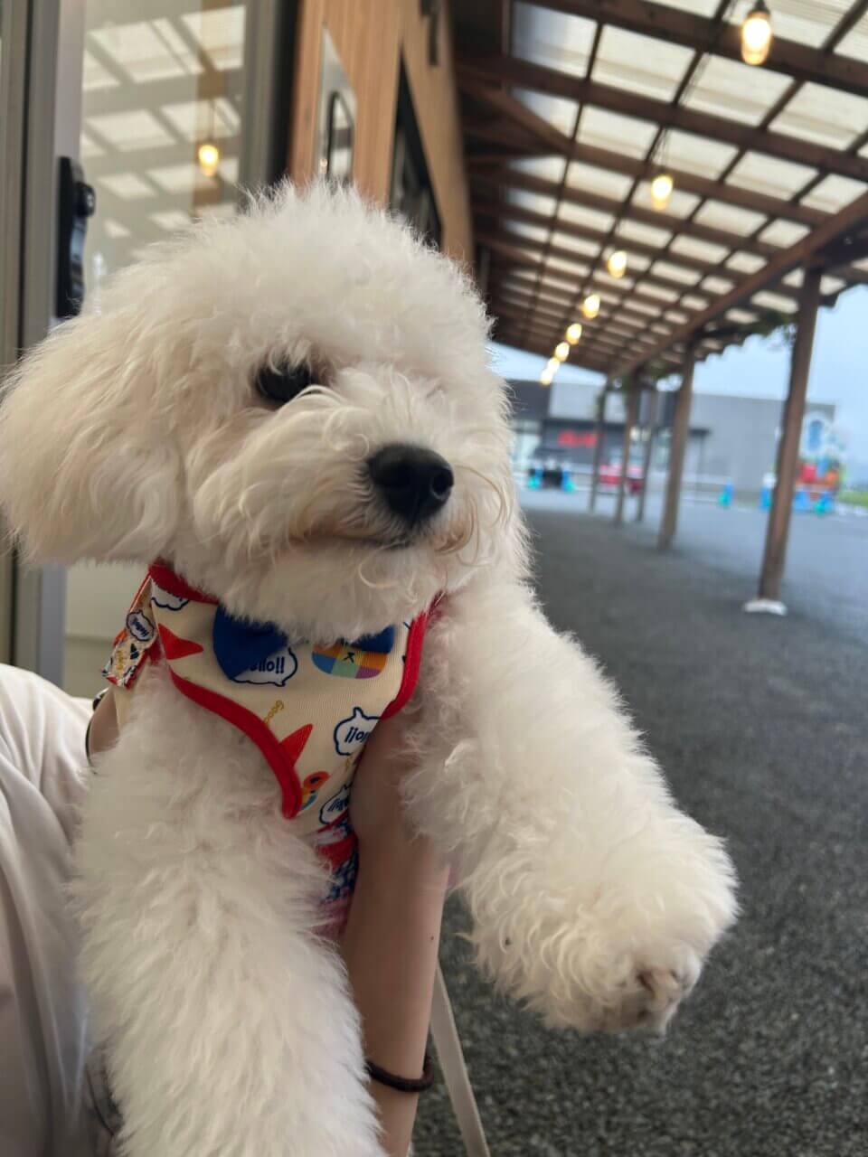 FLOR GELATO ITALIANO MIYAGIの前で撮影する犬