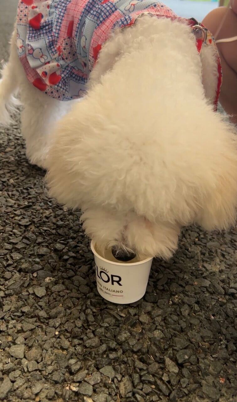 犬用ヨーグルトを犬が食べている様子