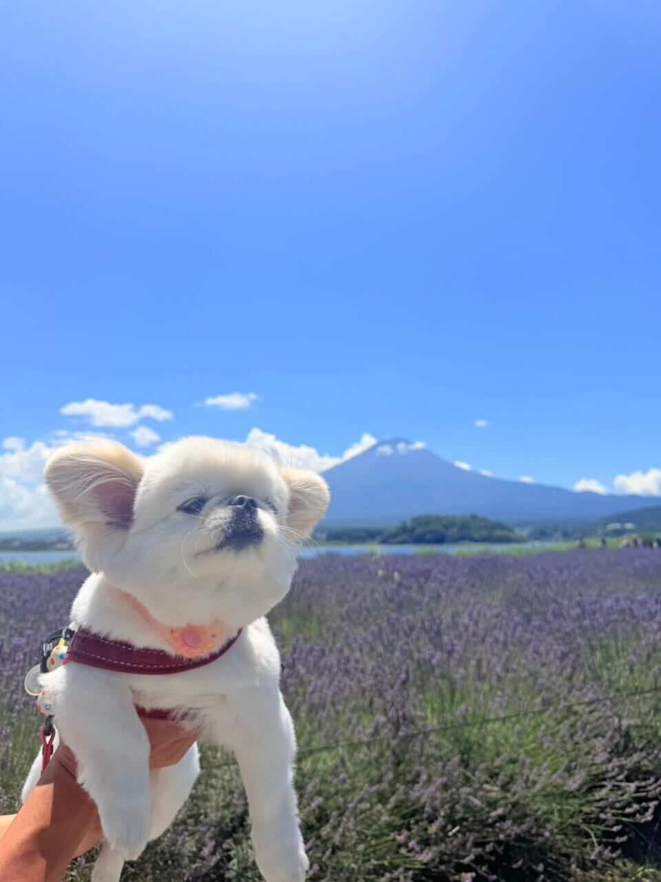河口湖