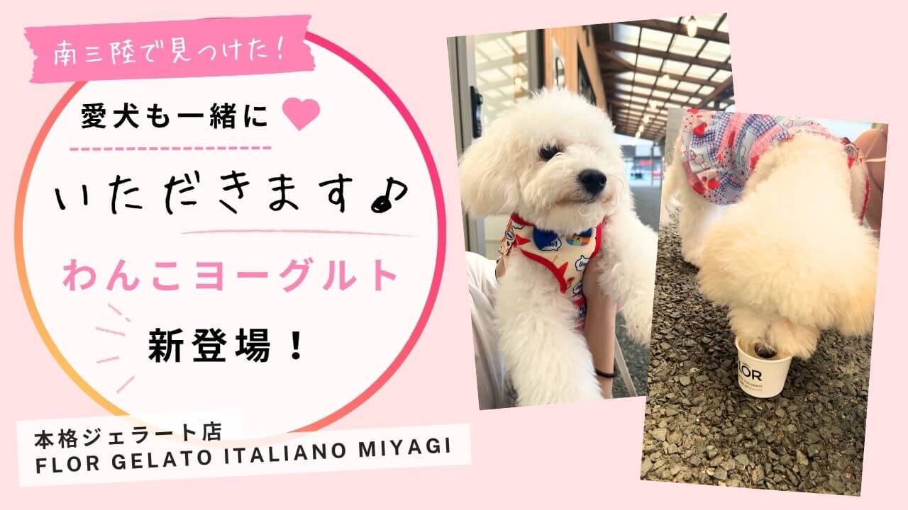【宮城】愛犬と一緒に“いただきます”ができる。本格ジェラート店「FLOR GELATO ITALIANO MIYAGI」に、わんこヨーグルトが新登場！
