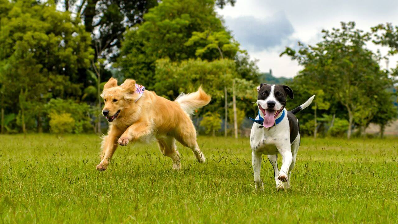 ドッグラン