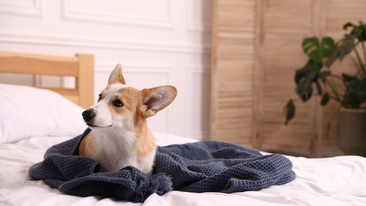 犬　ホテル